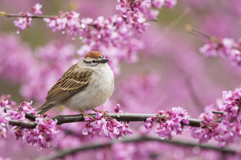 Sparrow on a Redbud tree