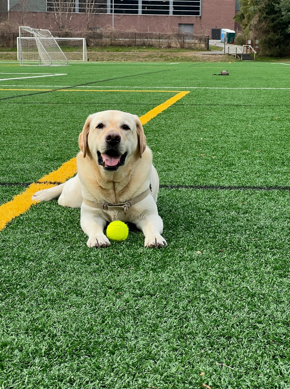 Tuffy Unleashed: Confessions of a Hungry&nbsp;Lab